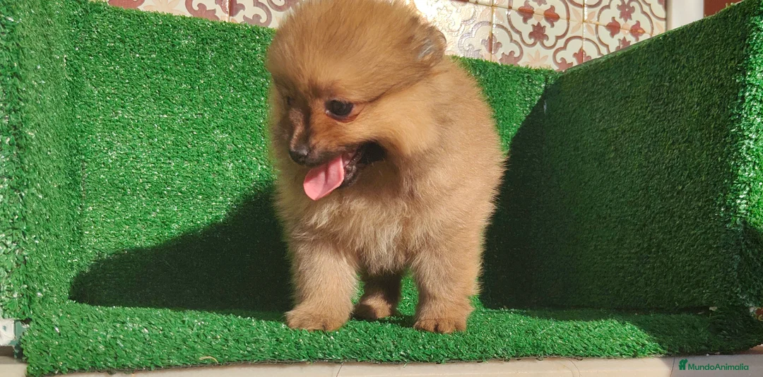 Pomerania perros en venta: Pomerania  - Anuncio 18