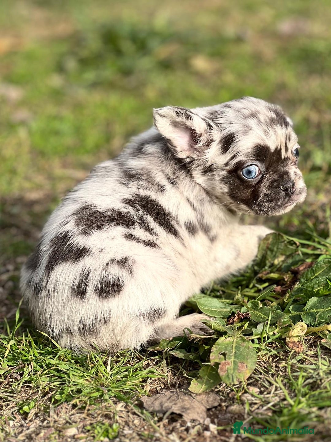Bulldog Francés perros en venta: Bulldog. Pelo largo ( fluffy)  en Barcelona - Imagen 4