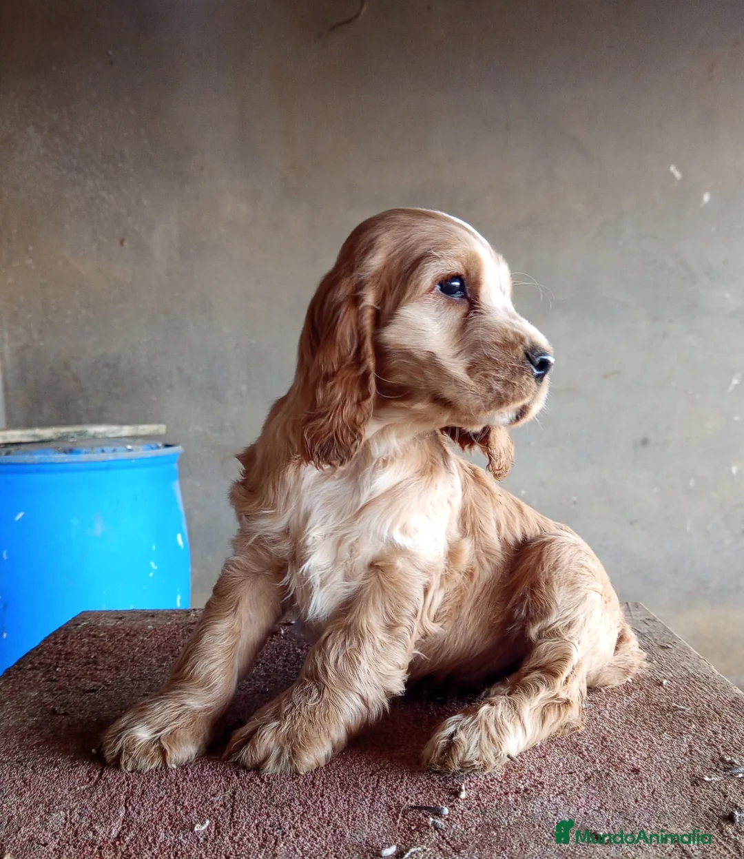 Cocker Spaniel Inglés perros en venta: cocker spaniel ingles - Anuncio 2