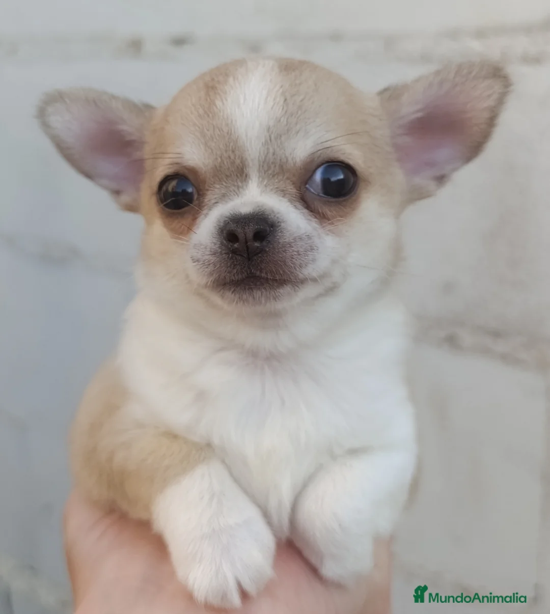 Chihuahua perros en venta: Chihuahua - Anuncio 2