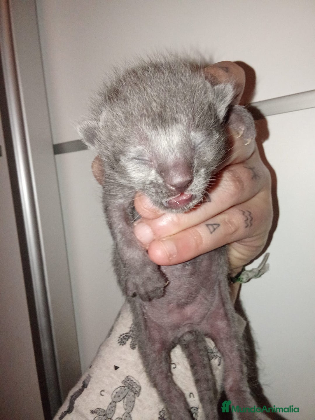 Azul Ruso gatos en venta: Azul ruso  - Anuncio 8