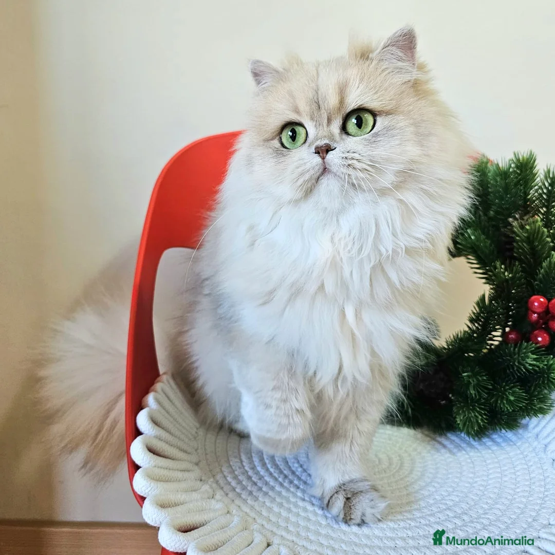 Imagen de galería {{count}}