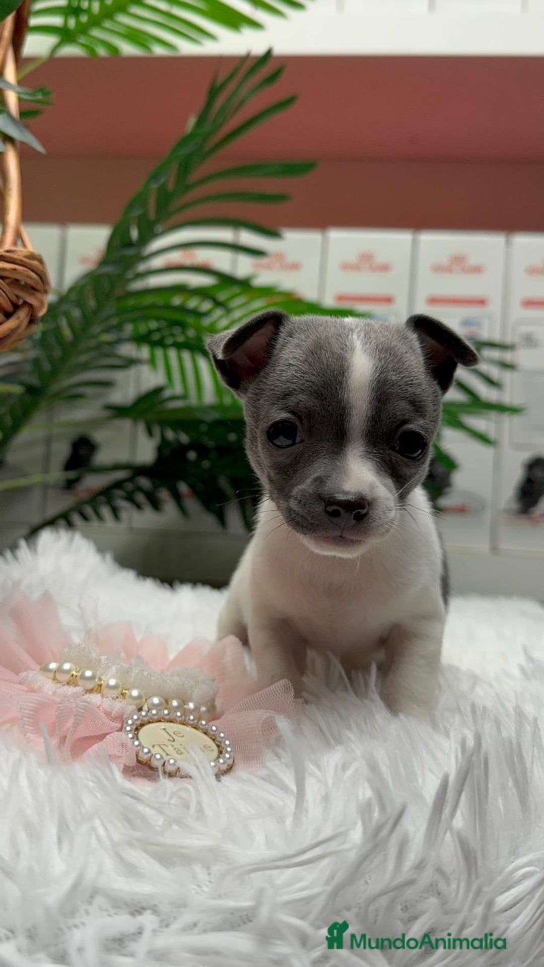 Chihuahua perros en venta: CHIHUAHUA HEMBRA - Anuncio 12