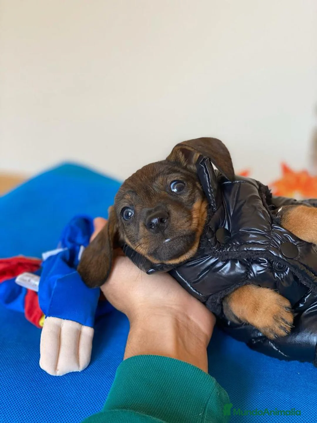 Teckel Miniatura perros en venta: Teckel miniatura ( DISPONIBLES )  en Ciudad Real - Anuncio 7