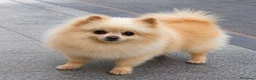 Pomerania perros en venta: Pomerania Toy Mini • 300 g - Anuncio 2