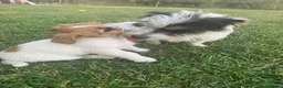 Jack Russell Terrier perros en venta: Preciosas hembras de Jack Russell Terrier Broken - Anuncio 4