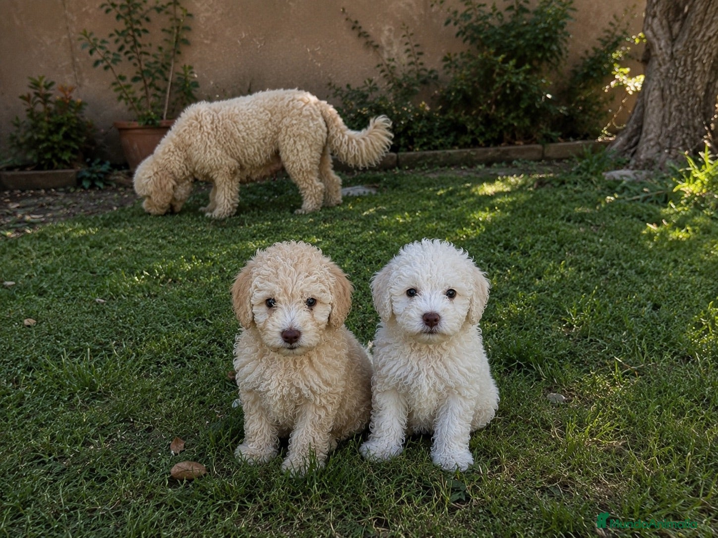 Perro de Agua Español perros Ultimo cachorrito de agua español - Anuncio 1