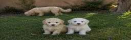 Perro de Agua Español perros en venta: Ultimo cachorrito de agua español - Anuncio 1