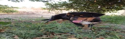 Pastor Australiano perros en venta: PASTOR AUSTRALIANO  - Anuncio 6
