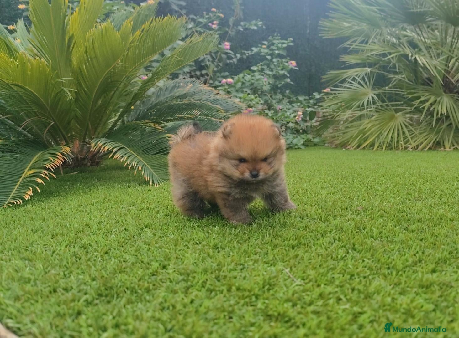 Pomerania perros Lulu pomerania toy - Anuncio 1