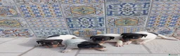 Ratonero Bodeguero Andaluz perros en venta: Bodegueros jerezanos Minis Máxima Calidad - Anuncio 7