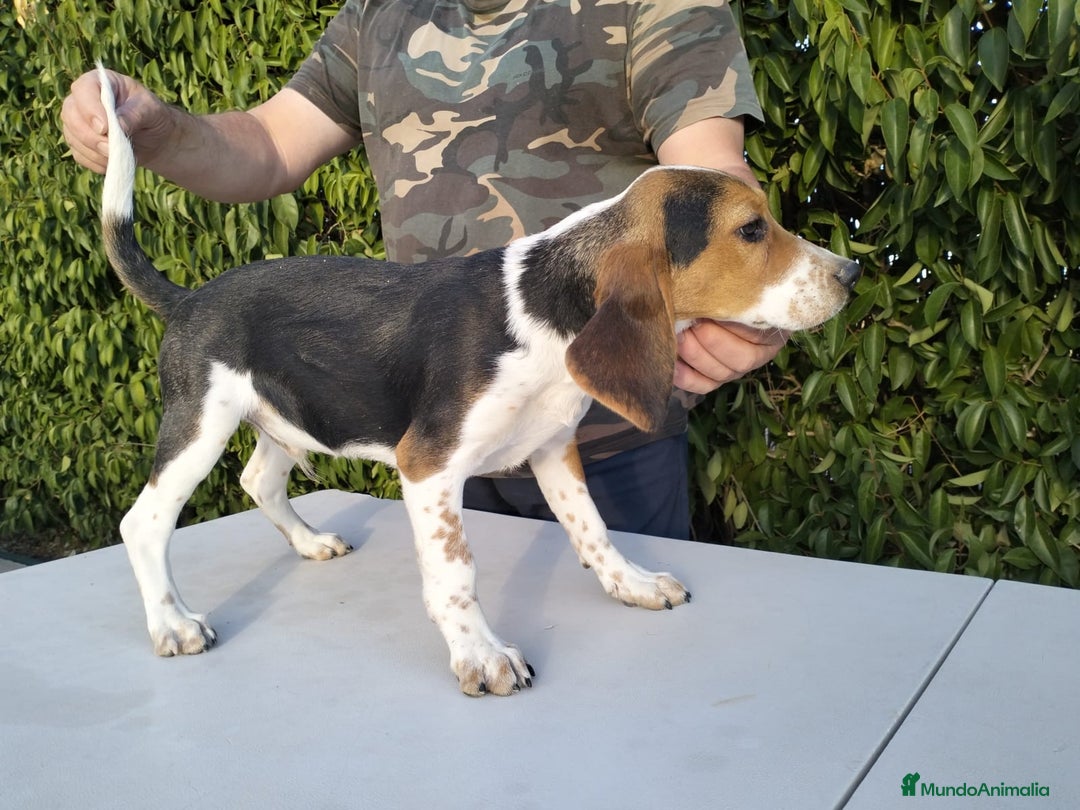 Beagle perros en venta: CACHORRO DE BEAGLE - Imagen 1