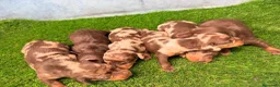 Teckel Miniatura perros en venta: TECKELS MINIATURA - Anuncio 4