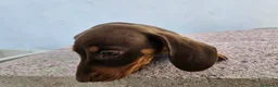 Teckel perros en venta: Teckel kanichen precio real - Anuncio 8