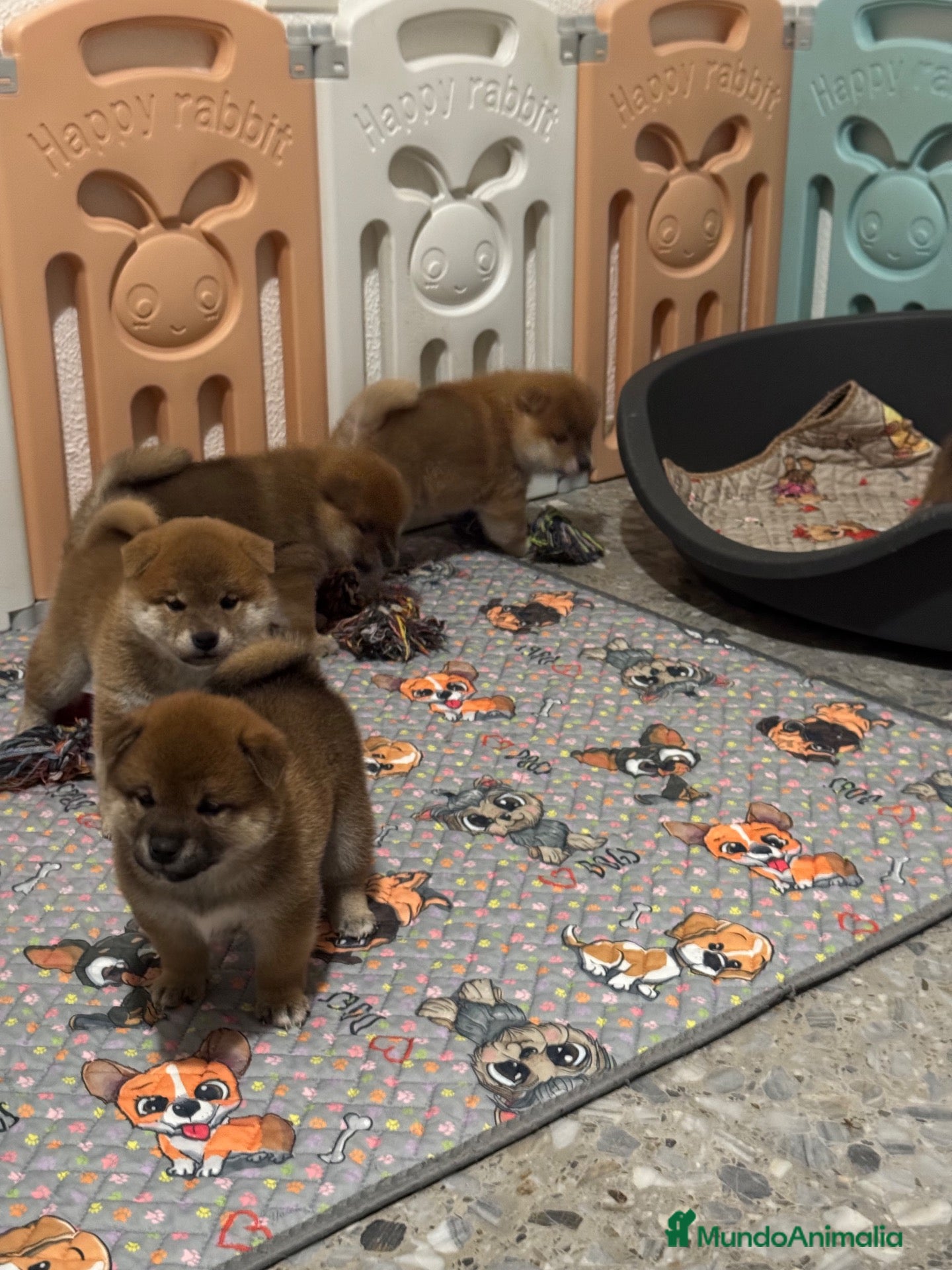Shiba Inu perros en venta: Shiba Inu - Anuncio 2