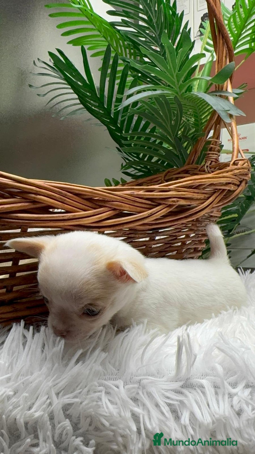 Chihuahua perros en venta: CHIHUAHUA HEMBRA - Anuncio 16