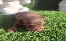 Teckel Miniatura perros en venta: Teckel Choco Hembra - Imagen 1