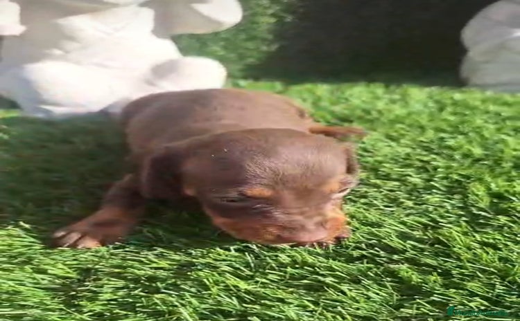 Teckel Miniatura perros - Anuncio 1