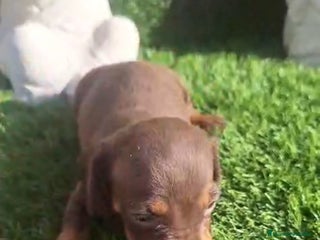 Teckel Miniatura perros - Anuncio 1