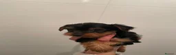 Yorkshire Terrier perros en venta: Yorkshire Terrier  - Anuncio 8