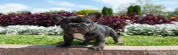 Bulldog Francés perros en venta: BULLDOG FRANCES EXOTICOS - BARCELONA  - Anuncio 6