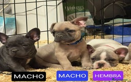 Bulldog Francés perros en venta: Bulldog francés exótico distintos colores - Imagen 2