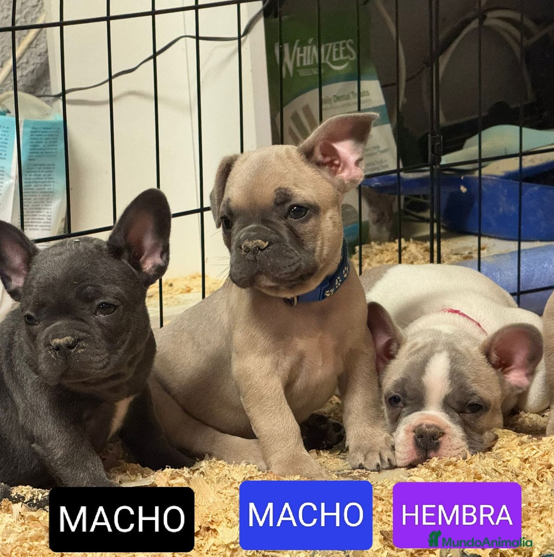 Bulldog Francés perros en venta: Bulldog francés exótico distintos colores - Imagen 2