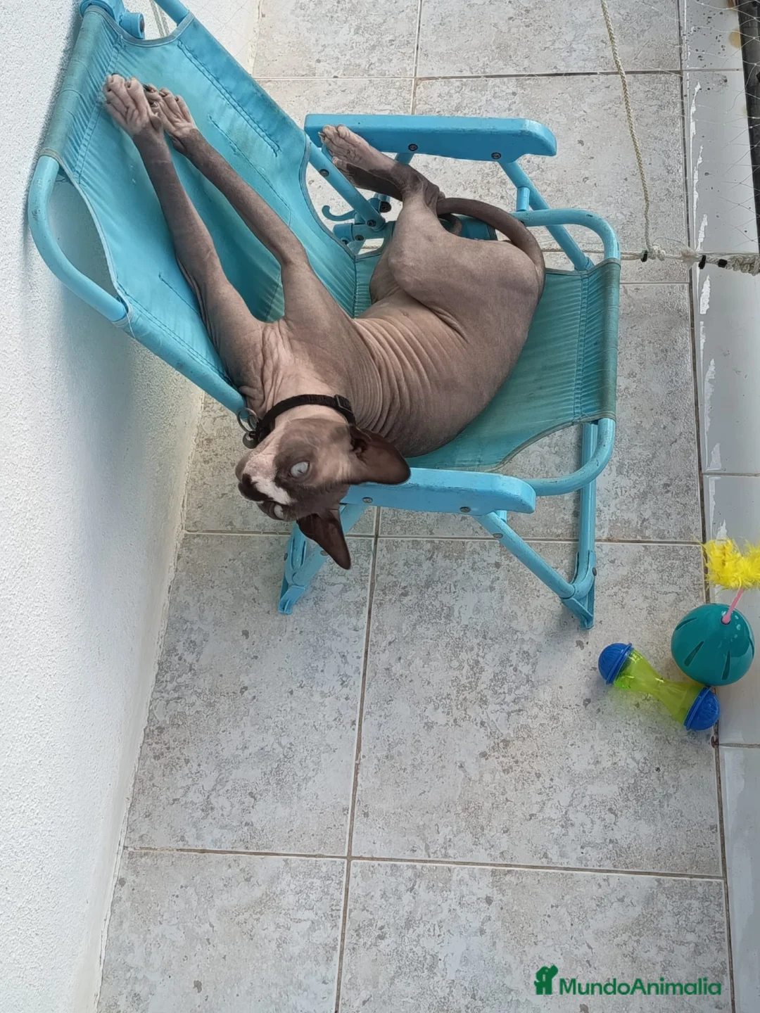 Sphynx gatos en venta: Gato egipcio  - Anuncio 23