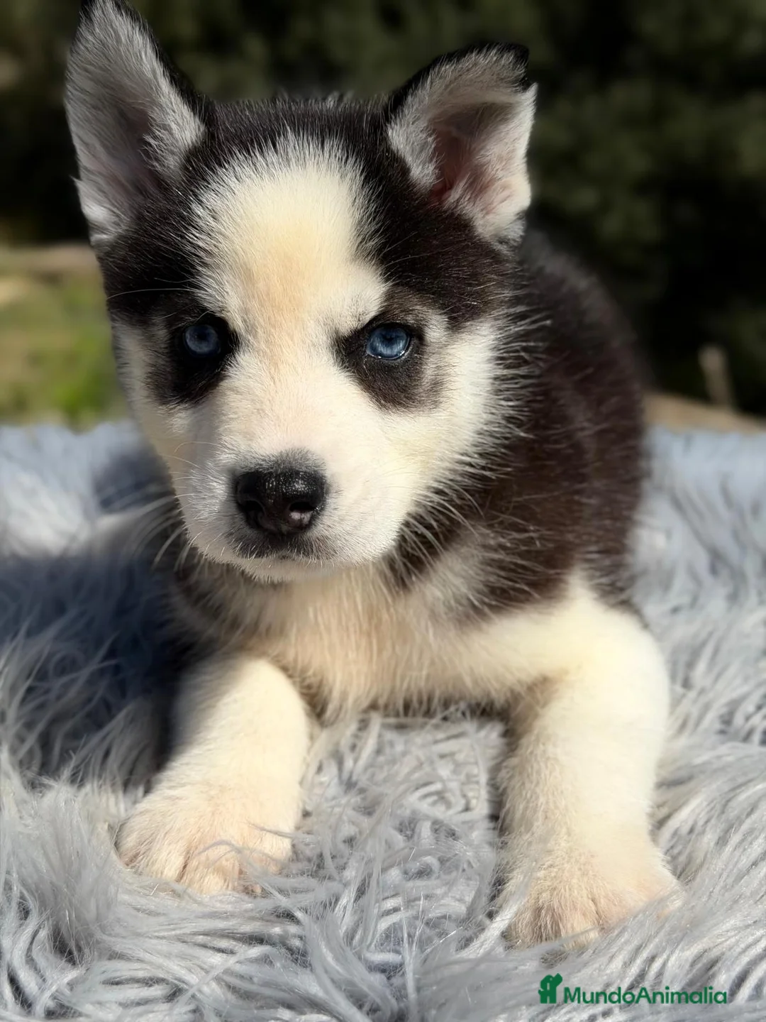 Husky Siberiano perros en venta: HUSKY SIBERIANO NEGRO - Anuncio 2