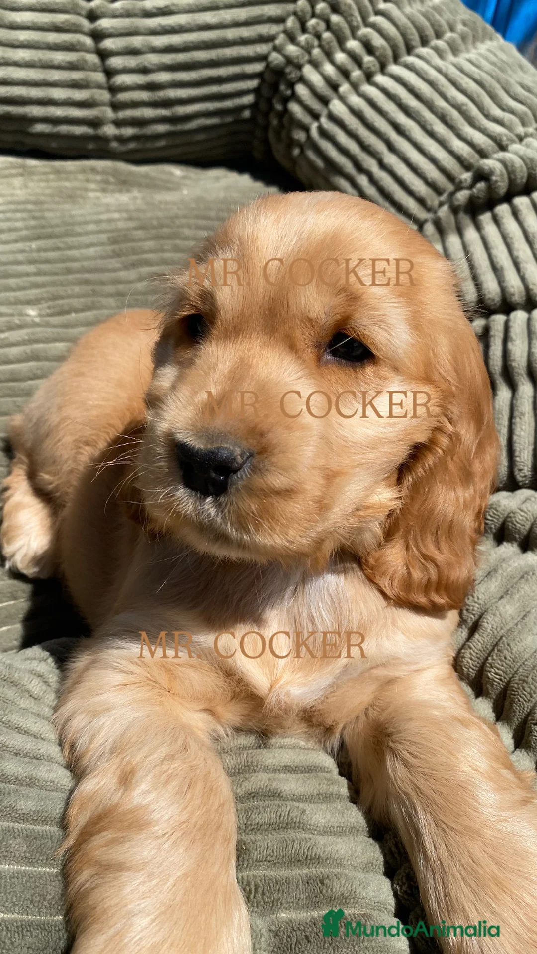 Cocker Spaniel Inglés perros en venta: CACHORRO COCKER SPANIEL INGLÉS - Anuncio 2