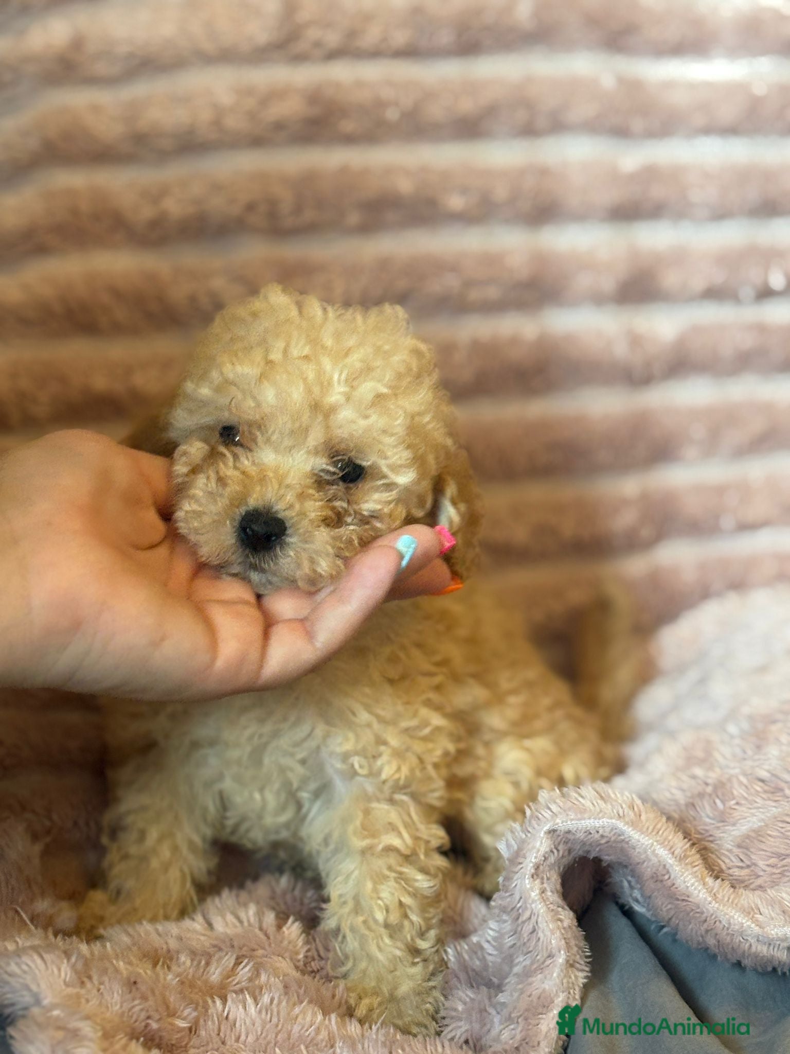 Caniche Toy perros en venta: Últimos machitos caniche toy apricot  - Anuncio 6