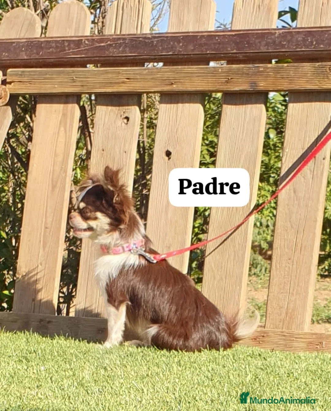 Pomerania perros en venta: Pomerania (pomchi) - Anuncio 4