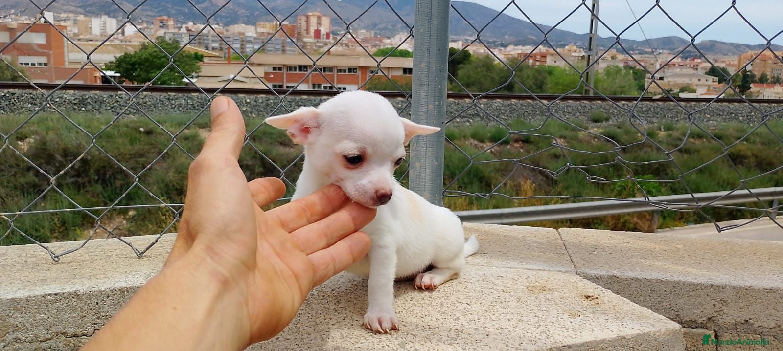 Chihuahua perros Chihuahua  en Alicante - Anuncio 17