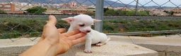 Chihuahua perros en venta: Chihuahua  en Alicante - Anuncio 1
