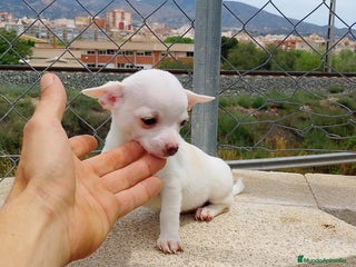 Chihuahua perros Chihuahua en Alicante - Anuncio 1
