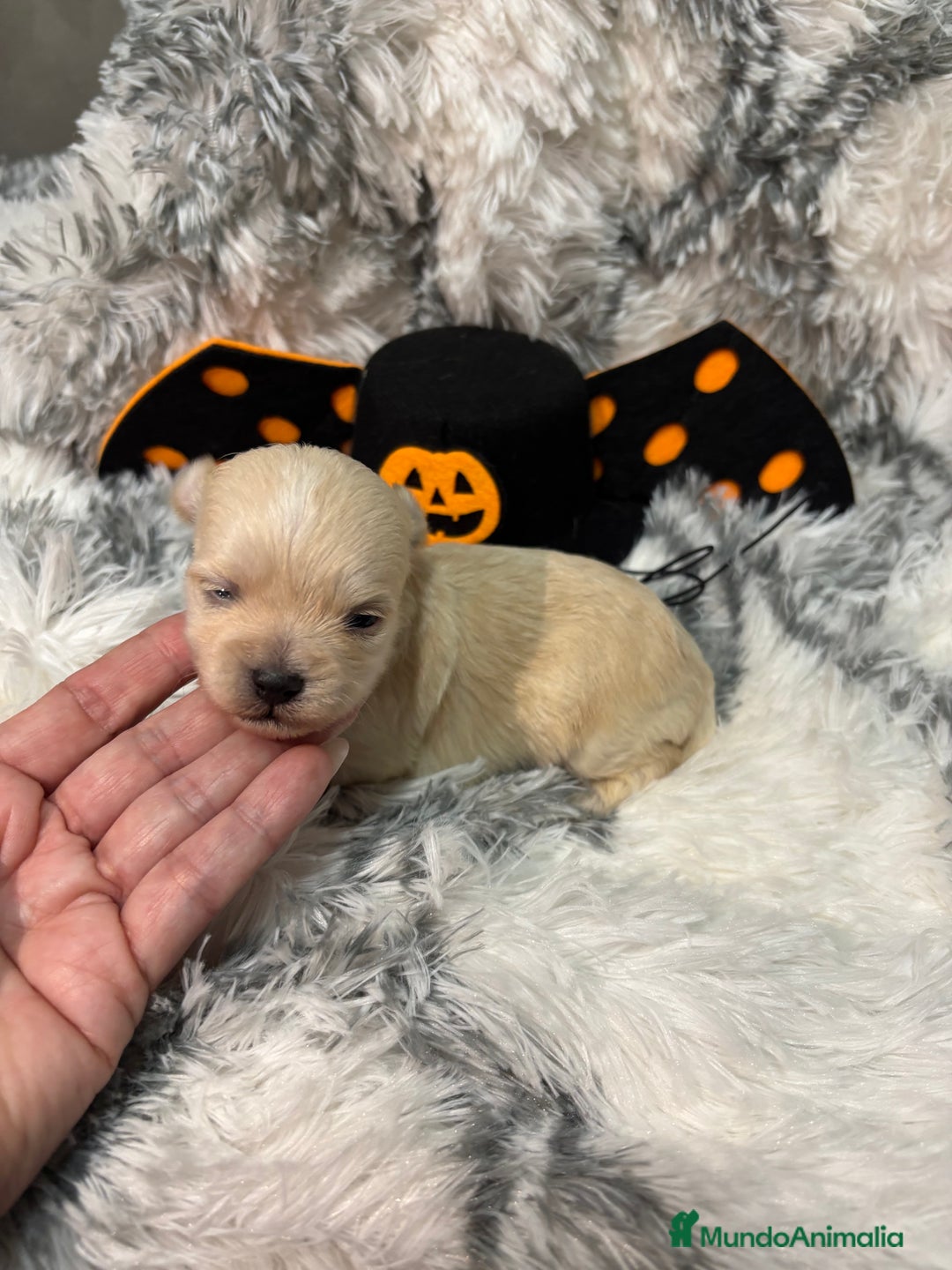 Maltipoo perros en venta: Maltipoo Machos  - Imagen 2