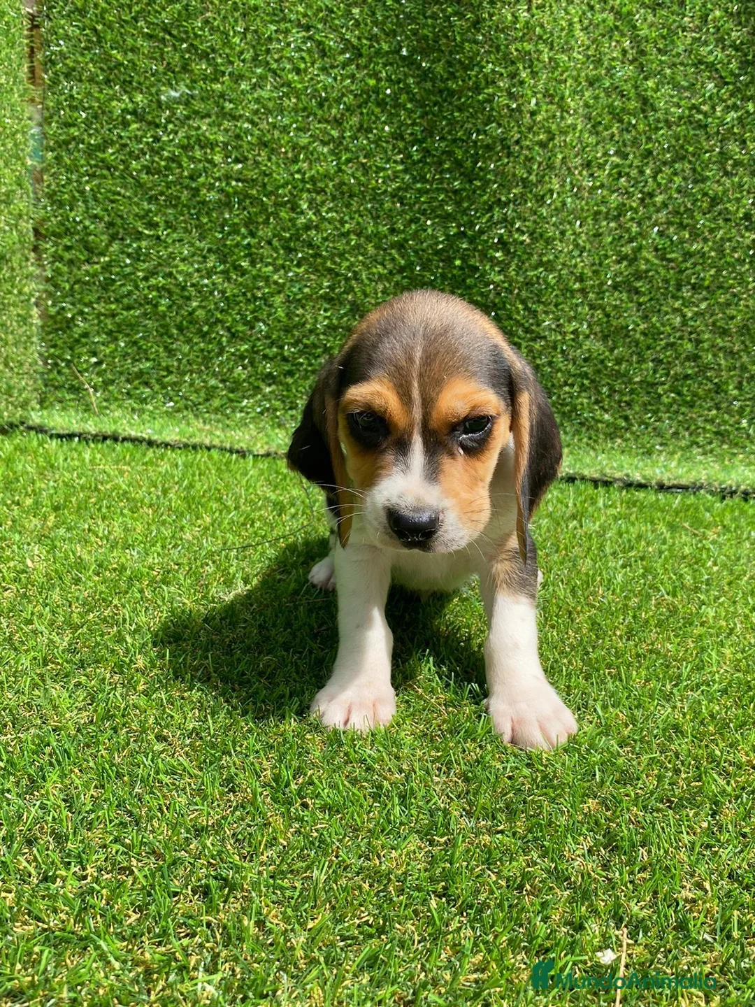 Beagle perros en venta: BEAGLE LINEA AMERICANA //// en Badajoz - Anuncio 3