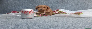 Caniche Toy 6