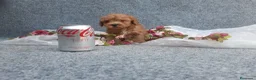 Caniche Toy perros en venta: IMPRECIONANTES  CANICHES  ROJO  TOY  - Anuncio 18