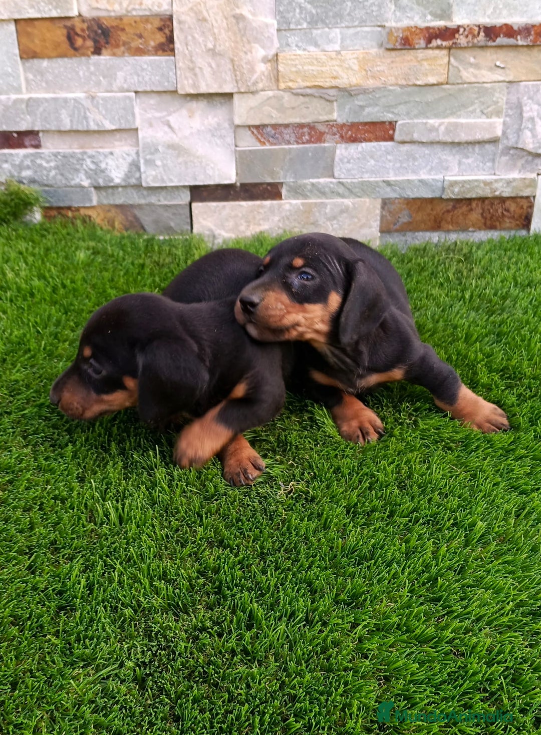 Teckel Miniatura perros en venta: Teckel kaninchen  - Imagen 8