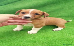 Raza Mixta perros en venta: Jack Russell  - Imagen 1