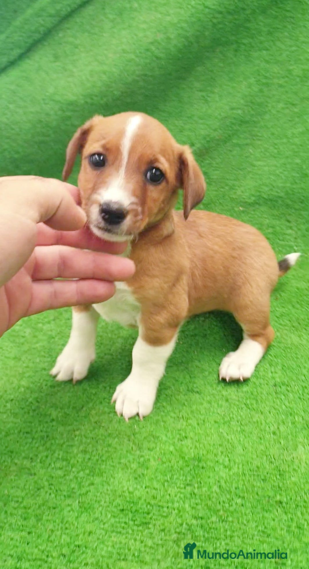 Raza Mixta perros en venta: Jack Russell  - Imagen 1