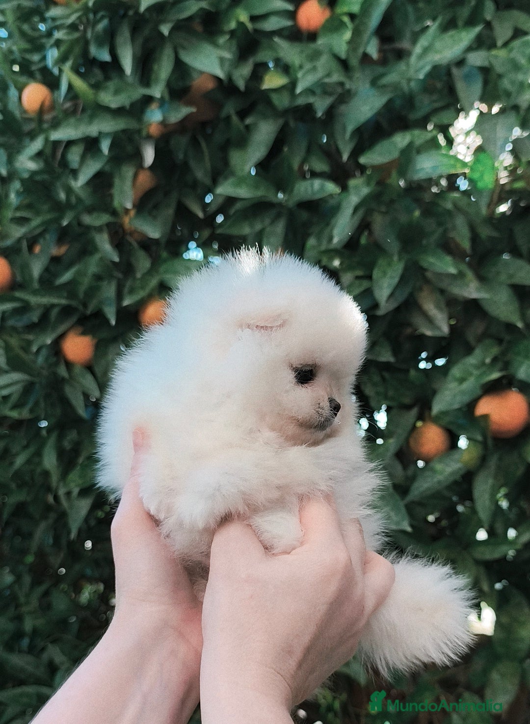 Pomerania perros en venta: Pomerania línea coreana y rusa MADRID  - Anuncio 4