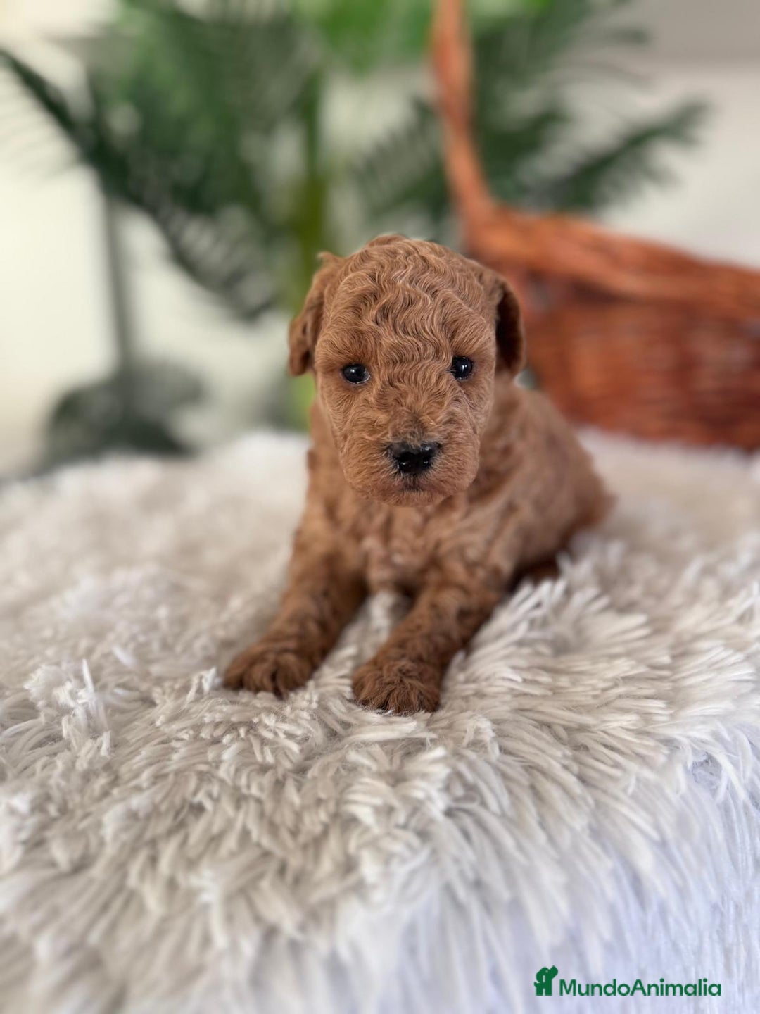 Caniche Toy perros en venta: CANICHE TOY MACHO - Anuncio 1