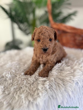 Caniche Toy perros CANICHE TOY MACHO - Anuncio 8