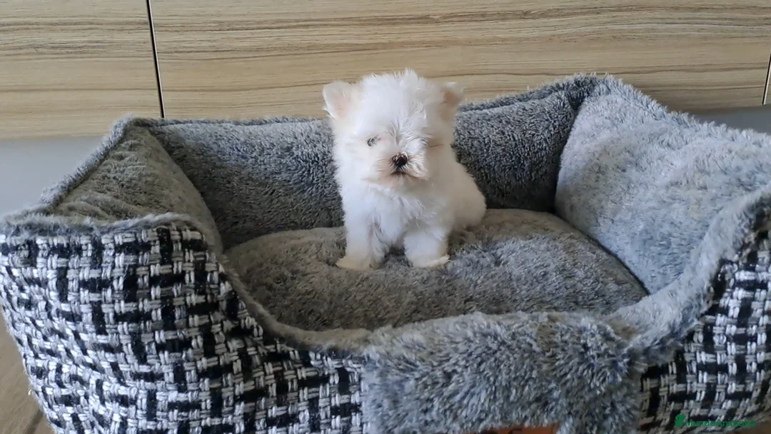 Bichón Maltés perros en venta: Bichon Maltes Micro Toy  - Anuncio 2
