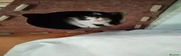 Europeo de Pelo Corto gatos en adopcion: Gatitos europeos comunes buscan hogar - Anuncio 1