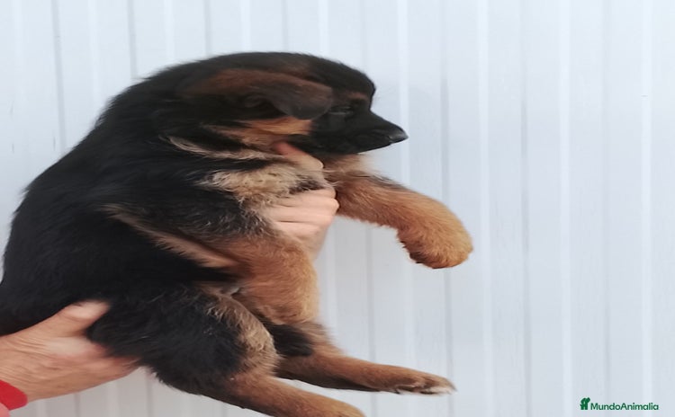 Pastor Alemán perros Cachorros de pastor alemán  - Anuncio 10