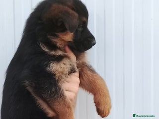 Pastor Alemán perros Cachorros de pastor alemán - Anuncio 27