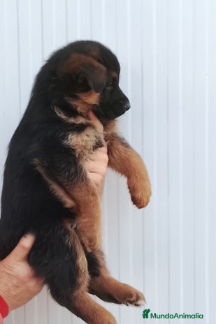 Pastor Alemán perros Cachorros de pastor alemán - Anuncio 3